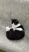 Profile picture of Lakshmi