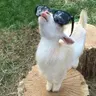 Ảnh hồ sơ của Quinn